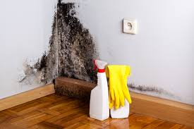 Best Commercial Mold Inspection  in North Miami, FL